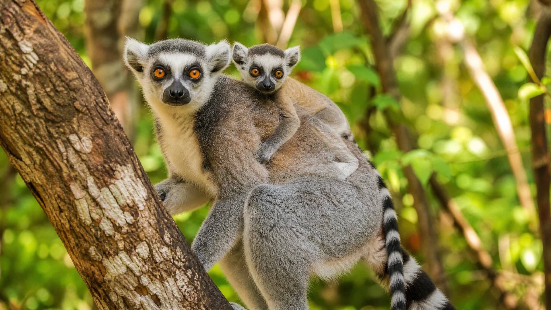 Les lémuriens de Madagascar : où les voir et comment ?