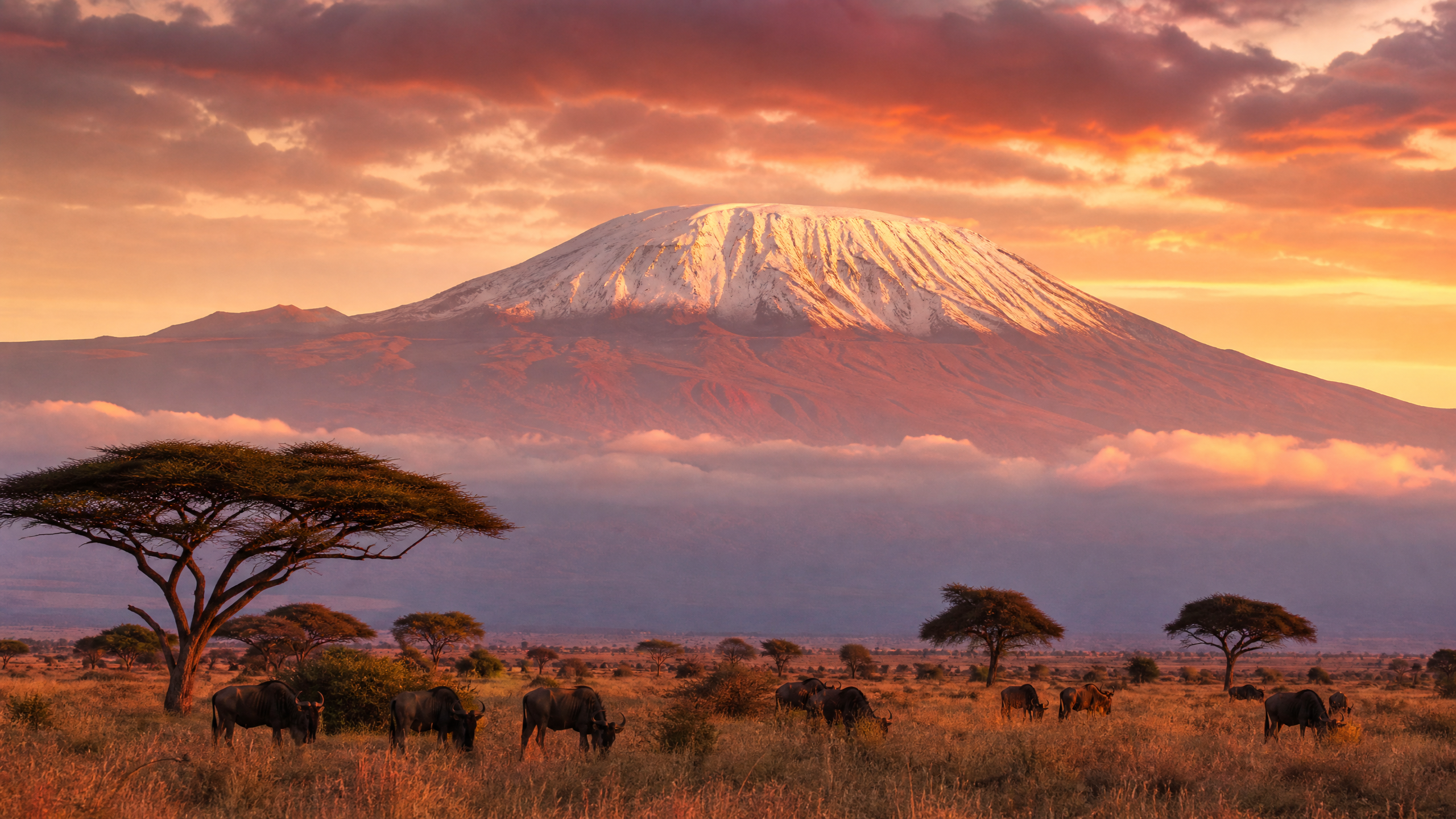 Kilimandjaro et Serengeti — Tanzanie